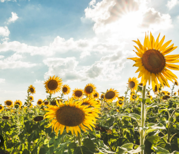 Fiebre de flores amarillas se apodera del país con la llegada de la primavera