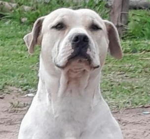 Crueldad en Coronel Oviedo: La muerte a escopetazos de un perro instala la exigencia de empatía y sanción legal
